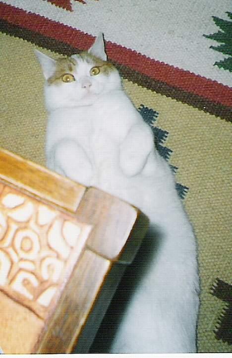 Blanding af racer Freja *Død den 8/9-08* billede 2