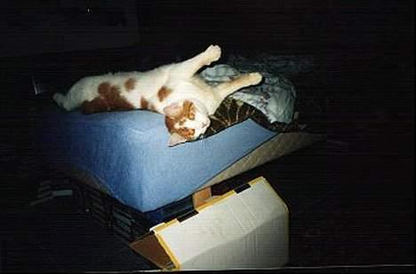 Blanding af racer Freja *Død den 8/9-08* billede 4