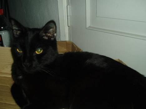 Blanding af racer max billede 1