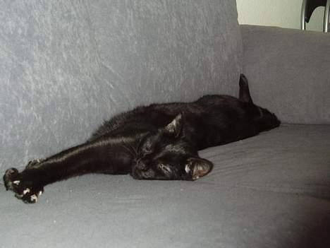 Blanding af racer max - elsker at fylde billede 2