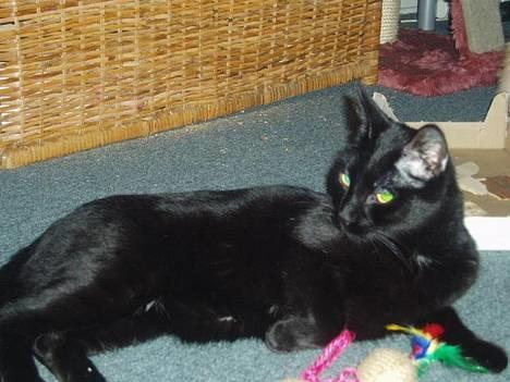 Blanding af racer max - han er da ligeglad med at jeg er der, han VIL ligge lige der :-) billede 3