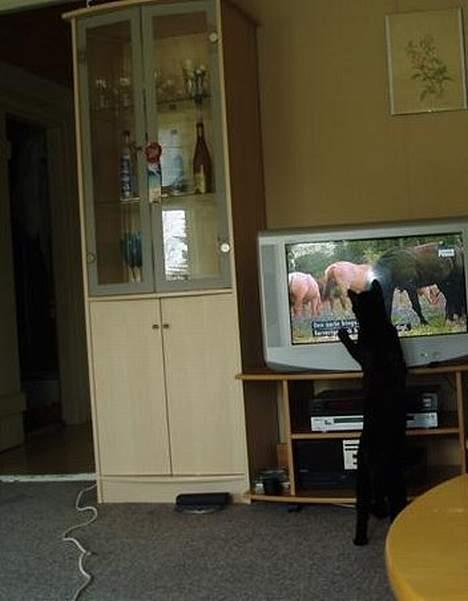 Blanding af racer max - bliv nu stående så jeg kan fange jer billede 5