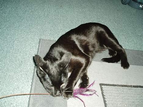 Blanding af racer max - Der fik jeg dig billede 6