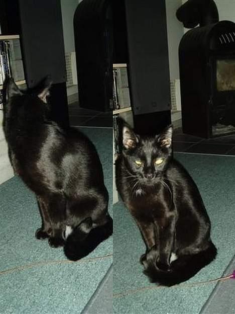 Blanding af racer max - først han fotogene side og så den knap så fotogene side :-) billede 7