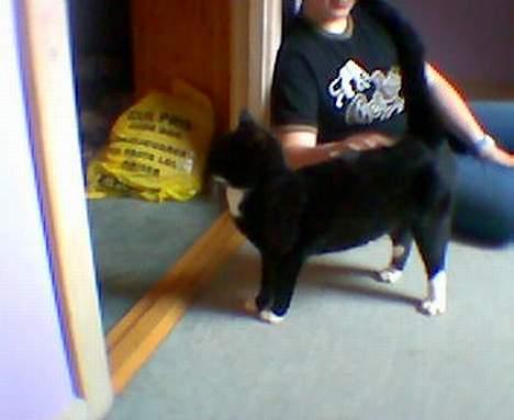 Blanding af racer Trunte (død) - Nu går jeg altså ind på "mit" værelse!! billede 10