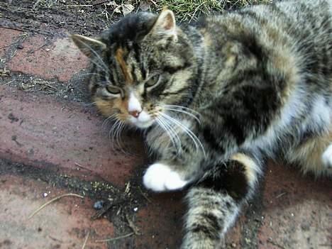 Blanding af racer Ganja - ganja billede 1