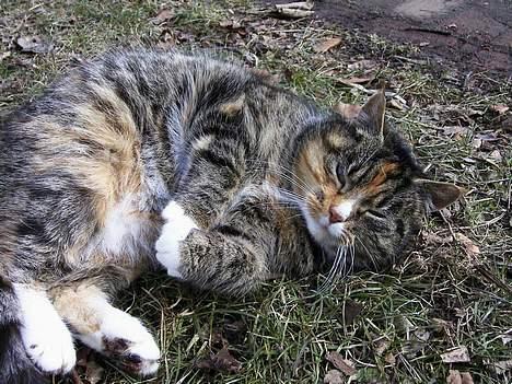 Blanding af racer Ganja - Hej billede 3