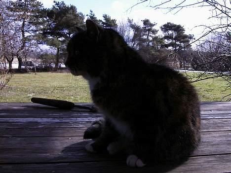 Blanding af racer Ganja - dronningen billede 2