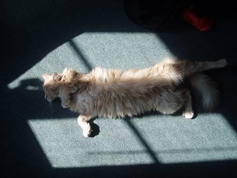 Maine Coon sally billede 9