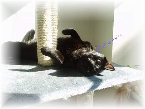 Blanding af racer max - max i drømmeland billede 8