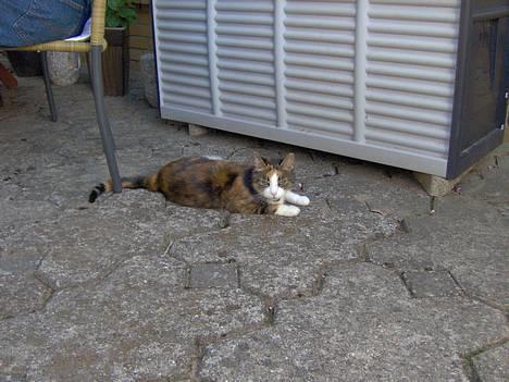 Blanding af racer Mille RIP :-( - humm mon der kommer noget grill mad til mig??? billede 1