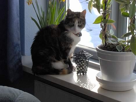 Blanding af racer Mille RIP :-( - Humm hun følger efter mig!! billede 2