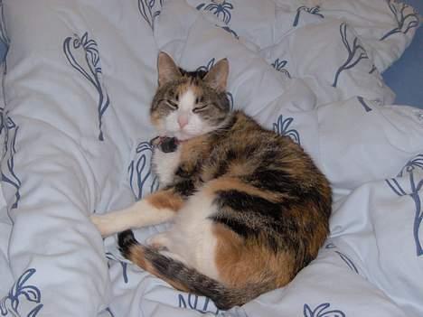 Blanding af racer Mille RIP :-( - Se hvor jeg fylder, på fars halvdel :-) billede 3