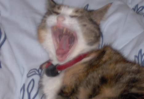 Blanding af racer Mille RIP :-( - Gab gå nu jeg vil sove billede 4