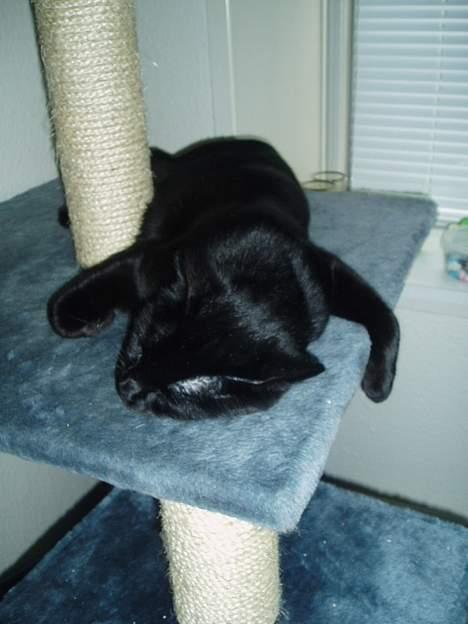 Blanding af racer max - han ligner en der lige er blevet skudt :-) billede 9