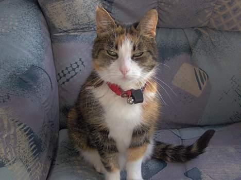 Blanding af racer Mille RIP :-( billede 5