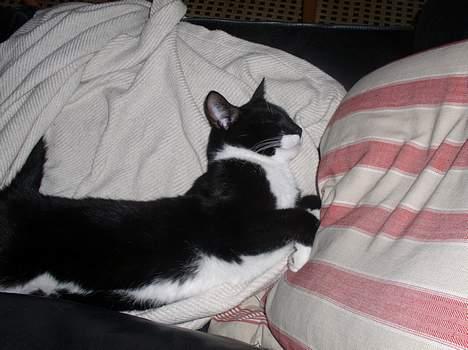 Blanding af racer Mr.Missy - se hvordan han strækker sig.... billede 1