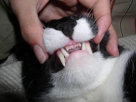 Blanding af racer Mr.Missy - se nogle smukke bisser hihi :p billede 2