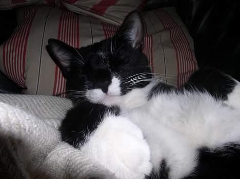 Blanding af racer Mr.Missy - Dovne kat ! <3 billede 3