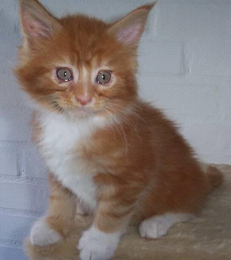 Maine Coon Bamse - Det er mig da jeg var 10 uger!!! billede 5