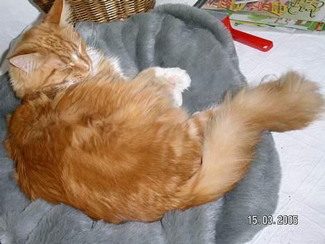 Maine Coon Bamse - ZZZZZZZZZZZzzzzzzzzzzZZZZZZZZZzzzzzzzzZZZZZZZZZ billede 10