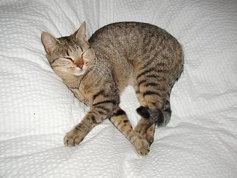 Blanding af racer Trille  - Hovsa Trille!!!!  billede 1