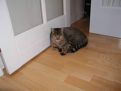 Blanding af racer Trille  - dejligt sted at sove? billede 2