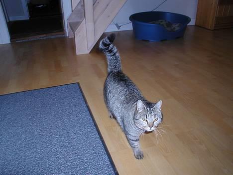 Blanding af racer Trille  - "Mig der bestemmer her" billede 3