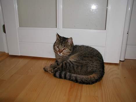 Blanding af racer Trille  - "Her er da fint at ligge.." billede 4