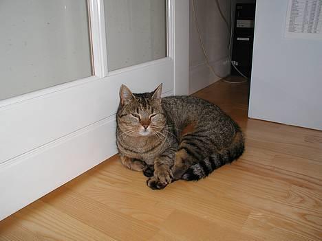 Blanding af racer Trille  - "Skal du vække mig?" billede 5