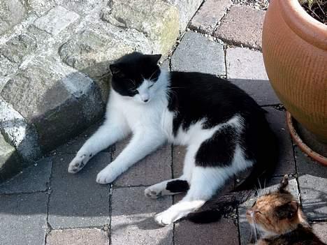 Blanding af racer Fedberg. - "orh der er dejligt her i solen" billede 1