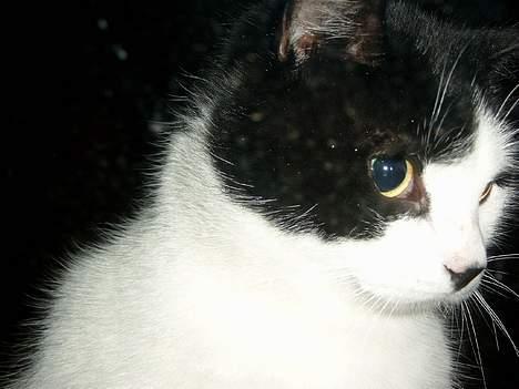 Blanding af racer Fedberg. - fedberg vil gerne ind i varmen! billede 2