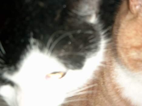 Blanding af racer Fedberg. billede 3