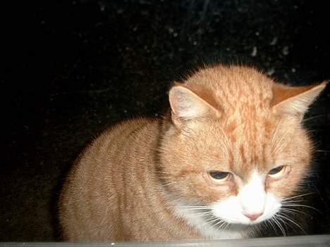 Blanding af racer Garfield - "hvor er de dumme, nu er jeg sur!" billede 3