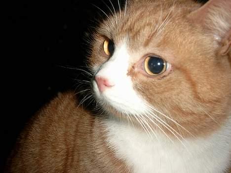 Blanding af racer Garfield - "jah..!! kommer de mon nu?!!!" billede 4