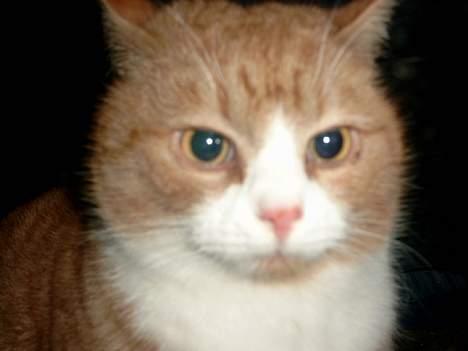 Blanding af racer Garfield - hmm! billede 5