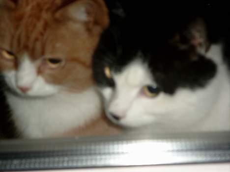 Blanding af racer Fedberg. - "mig og brormand!" :D billede 4