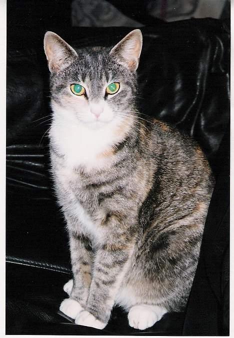 Huskat ˜”°º•Erantis•º°”˜ DØD :'( - Rantis leger fotomodel i vores ledersofa...!! billede 1