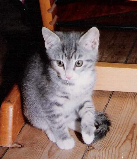 Huskat ˜”°º•Erantis•º°”˜ DØD :'( - Det er så lige efter at jeg havde fået hende... er hun ikke bare dejlig...?? billede 2