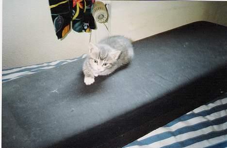 Huskat ˜”°º•Erantis•º°”˜ DØD :'( - Et af de billeder der gjorde at vi købte hende!!! lille klump!! billede 3