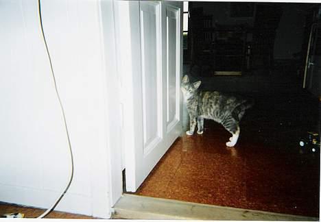 Huskat ˜”°º•Erantis•º°”˜ DØD :'( - sys li at je sku ta et billede hvor missen stod sådan...!! det er da sødt nok.. ikk billede 4