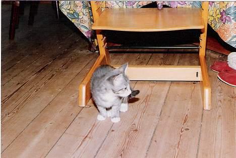 Huskat ˜”°º•Erantis•º°”˜ DØD :'( - Også li efter je fik hende... billede 5