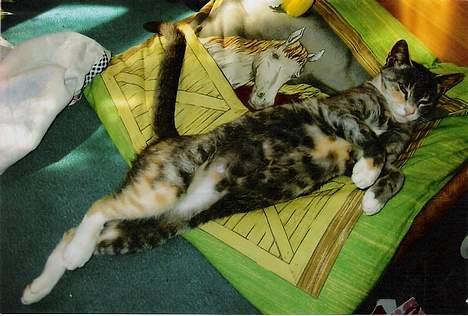 Huskat ˜”°º•Erantis•º°”˜ DØD :'( - Missen på min hovedpude... billede 7