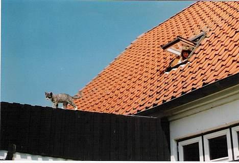 Huskat ˜”°º•Erantis•º°”˜ DØD :'( - Hej stinne... jeg går mig lige en tur på taget okey...?? jeg kommer tilbage lige om lidt... Du behøver ikke at falde ud af vinduet... billede 9