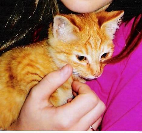 Huskat ***Findus*** † død † - Mig der holder ham men jeg var lidt for grim på billedet... så det blev kun skønheden...!! Hehe billede 1