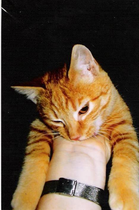 Huskat ***Findus*** † død † - En træt lille findus lige efter vi havde fået ham med hjem... billede 2