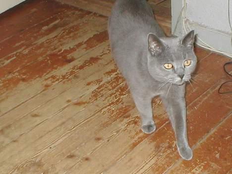 Blanding af racer speedy  - skal lige rundt og inspicere billede 2