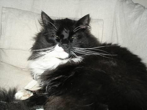 Blanding af racer                     Basse - ajjj......jeg er jo ikke dum !!!! billede 2