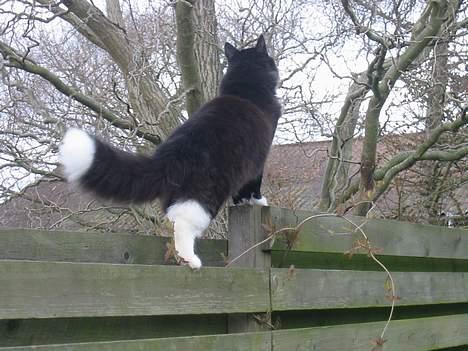 Blanding af racer                     Basse billede 4