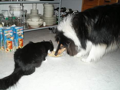 Blanding af racer                     Basse - Det er min hund Dusty...... giv mig nu lidt du spiser alt for hurtigt !!! billede 5